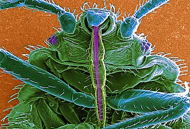 传闻：《远征：泥泞奔驰游戏》即将加入XGP